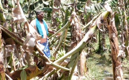 சுட்டெரிக்கும் வெப்பம்.. தாரோடு கருகிய வாழைமரங்கள்.. தடுமாறும் தஞ்சை விவசாயிகள்