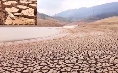 உதகையை ஆட்டம் காணவைத்த வெயில் .. பாளம் பாளமாய் வெடித்த அணைகள்.. கருவாடாகிப் போன மீன்கள்..