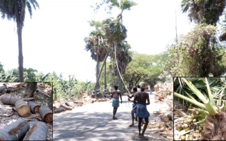 பனையை பிடுங்கி எரியும் அரசு நிர்வாகம்..! கற்பக விருட்சத்தை காக்க ஆளில்லை... கொந்தளிக்கும் இயற்கை ஆர்வலர்கள்