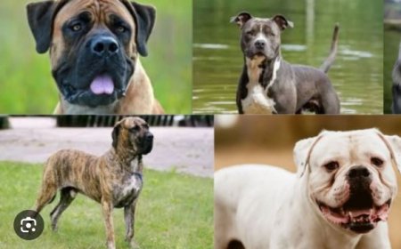 23 நாய்களுக்கு தடை விதித்த உத்தரவு வாபஸ்.. திரும்ப பெற்றது ஏன்? அரசு விளக்கம்.. பெற்றோர் பீதி