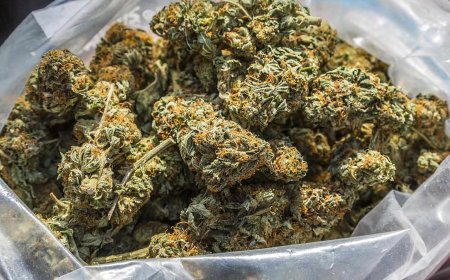 அரசுப் பேருந்தில் கஞ்சா கடத்தியவர் கைது 