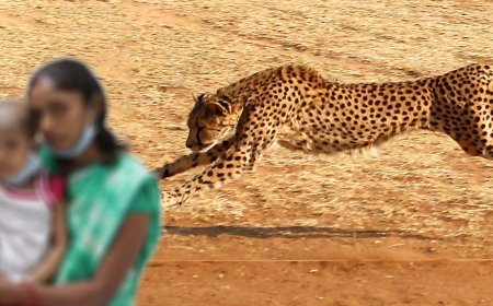 தாயின் கண்முன்னே மகளை இழுத்து சென்ற சிறுத்தை… பரிதாபமாக உயிரிழந்த 6 வயது சிறுமி!