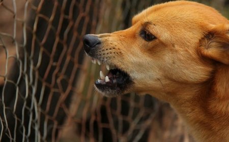 புதுச்சேரியில் வெறிநாய்கள் கடித்து 10 பேர் காயம் - கருத்தடை செய்யக் கோரிக்கை