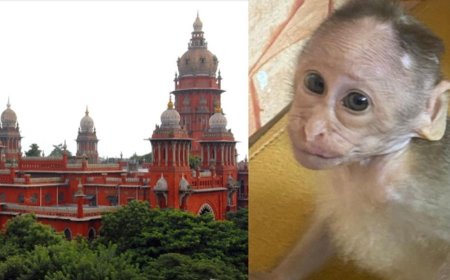 வண்டலூர் உயிரியல் பூங்காவில் குரங்கு குட்டி உயிரிழப்பு -வனத்துறைக்கு நீதிமன்றம் போட்ட உத்தரவு