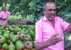 யூடியூப் பார்த்து ஊடுபயிராக வாட்டர் ஆப்பிள் விவசாயம்- அசத்தும் நத்தம் விவசாயி