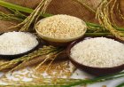 அரிசியில் அதிகரிக்கும் ஆர்சனிக்.. விஷமாகும் உணவு: அதிர்ச்சியளிக்கும் ஆய்வு முடிவு