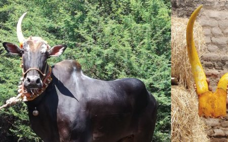 புகழ்பெற்ற ஒற்றைக் கொம்பன் காளை உயிரிழப்பு.. அதிர்ச்சியில் உறைந்த கிராம மக்கள்