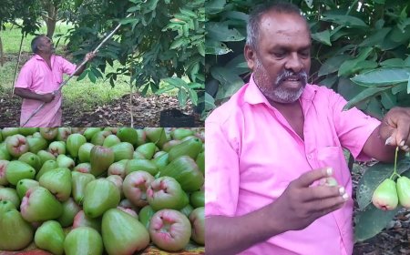 யூடியூப் பார்த்து ஊடுபயிராக வாட்டர் ஆப்பிள் விவசாயம்- அசத்தும் நத்தம் விவசாயி