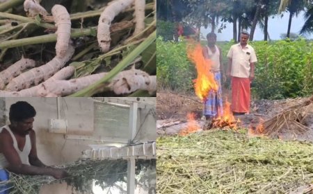 தரமற்ற பட்டுப்புழு.. தீயிட்டு எரிக்கும் விவசாயிகள்: பல கோடி ரூபாய் நஷ்டம்!