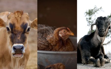 Udyamimitra: அரசின் மானியத்தோடு கால்நடை பண்ணை அமைக்க சூப்பர் வாய்ப்பு!