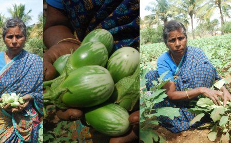 brinjal farming profit: காலமெல்லாம் கத்தரி விவசாயம்.. அரை ஏக்கரில் தினமும் 500 ரூபாய் லாபம்!