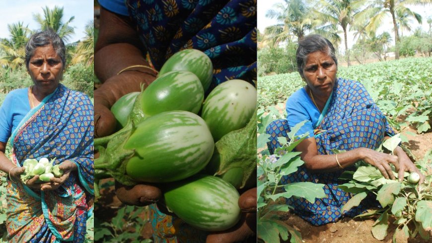 brinjal farming profit: காலமெல்லாம் கத்தரி விவசாயம்.. அரை ஏக்கரில் தினமும் 500 ரூபாய் லாபம்!