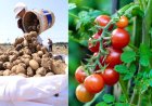 உருளைக்கிழங்கின் தாய் தக்காளியா? புதிருக்கு தீர்வு கண்ட விஞ்ஞானிகள்