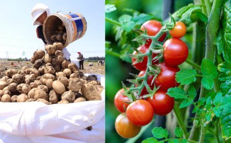 உருளைக்கிழங்கின் தாய் தக்காளியா? புதிருக்கு தீர்வு கண்ட விஞ்ஞானிகள்