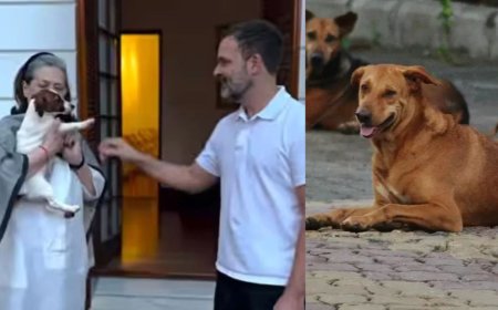 நாய்கள் விவகாரத்தில் உச்சநீதிமன்ற உத்தரவு கொடூரமானது- ராகுல் காந்தி விமர்சனம்!