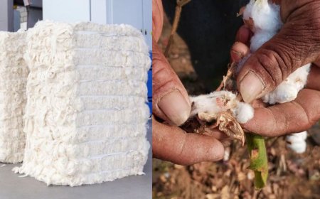 பருத்தி மீதான இறக்குமதி வரி நீக்கம் எதிரொலி.. மானியம் கோரும் தமிழக விவசாயிகள்!