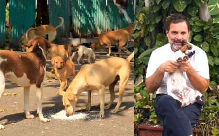தெரு நாய் வழக்கில் புதிய உத்தரவு.. ராகுல் காந்தி வரவேற்பு!