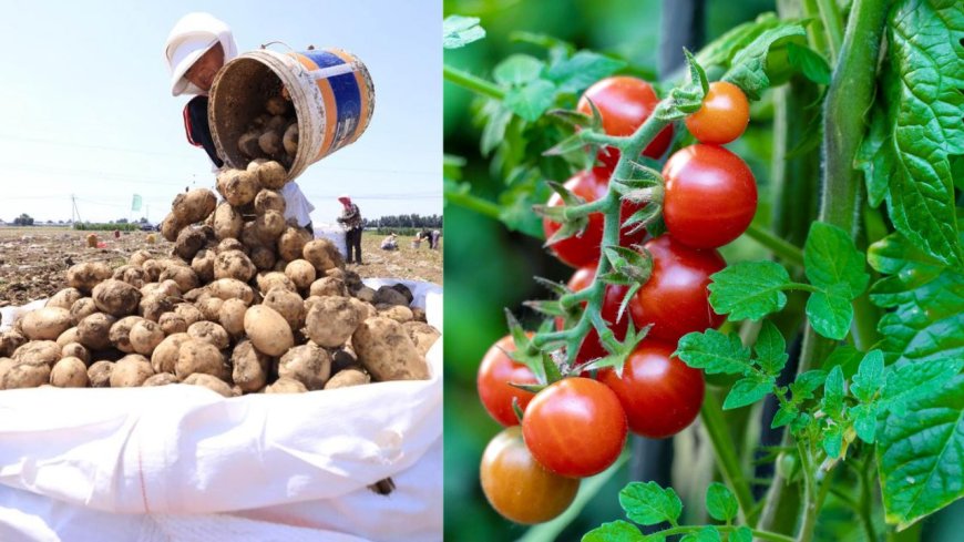 உருளைக்கிழங்கின் தாய் தக்காளியா? புதிருக்கு தீர்வு கண்ட விஞ்ஞானிகள்