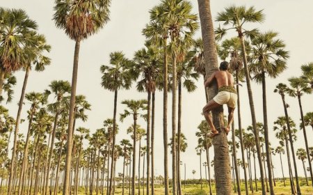 ஏங்க கொஞ்சம் நில்லுங்க… பனைமரத்தையா வேட்டப் போறீங்க!