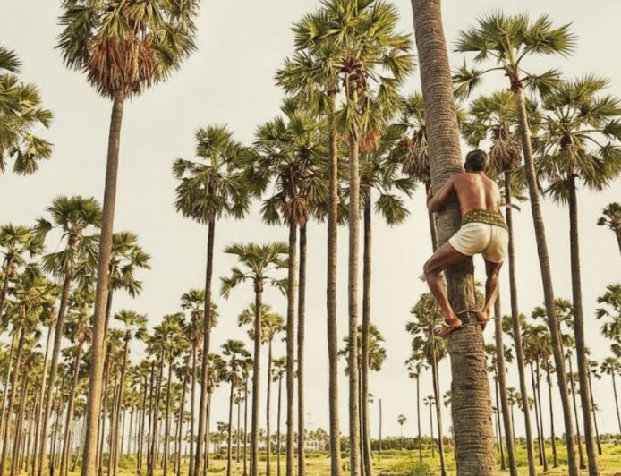 ஏங்க கொஞ்சம் நில்லுங்க… பனைமரத்தையா வேட்டப் போறீங்க!