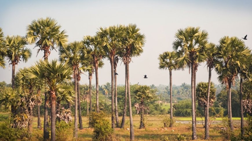 ஏங்க கொஞ்சம் நில்லுங்க… பனைமரத்தையா வெட்டப் போறீங்க! - 2ம் அத்தியாயம்