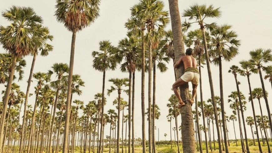 ஏங்க கொஞ்சம் நில்லுங்க… பனைமரத்தையா வெட்டப் போறீங்க!