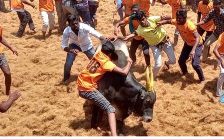 அடுத்த ஆண்டு ஜல்லிக்கட்டு நடைபெறுமா ? அரசு  செயலாளர் சுற்றறிக்கையில் திடீர் பரபரப்பு 