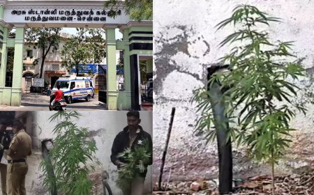 சென்னை ஸ்டான்லி மருத்துவமனையில் கஞ்சா செடி வளர்த்தது யார் ? மருத்துவர்கள், நோயாளிகளிடம் போலீஸ் விசாரணை 