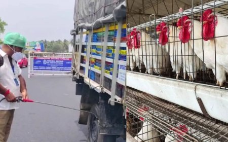 கேரளாவில் பறவை காய்ச்சல்: தமிழக எல்லையோர மாவட்டங்களில் அலார்ட் 