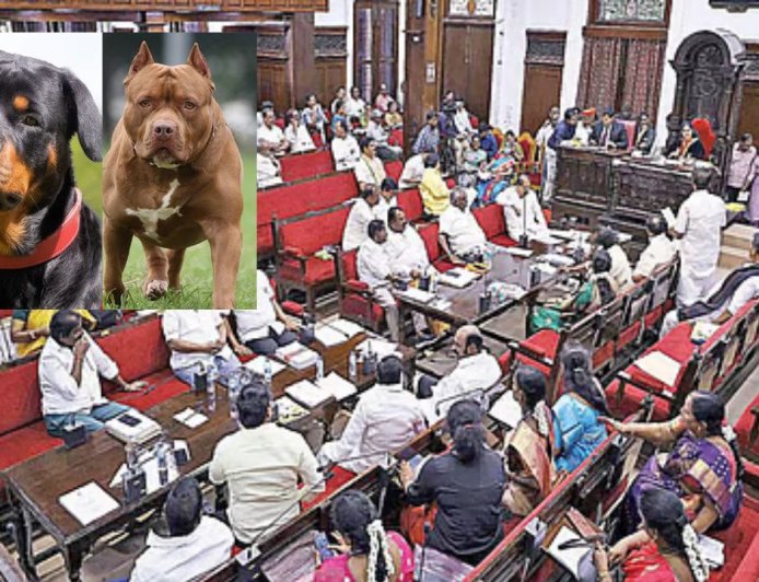வீட்டில் நாய் வளர்த்தால் ரூ 1 லட்சம் அபாரதம் ?: சென்னை மாநகராட்சி பகீர்