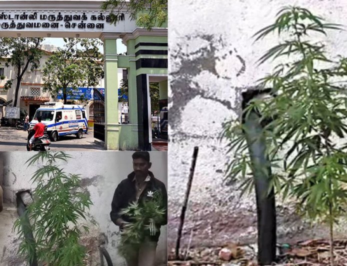 சென்னை ஸ்டான்லி மருத்துவமனையில் கஞ்சா செடி வளர்த்தது யார் ? மருத்துவர்கள், நோயாளிகளிடம் போலீஸ் விசாரணை 