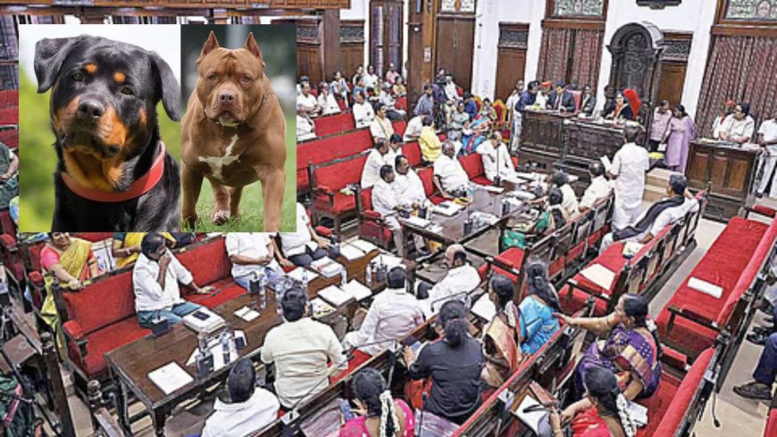 வீட்டில் நாய் வளர்த்தால் ரூ 1 லட்சம் அபாரதம் ?: சென்னை மாநகராட்சி பகீர்