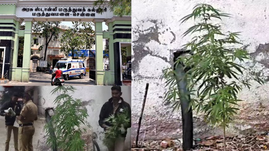 சென்னை ஸ்டான்லி மருத்துவமனையில் கஞ்சா செடி வளர்த்தது யார் ? மருத்துவர்கள், நோயாளிகளிடம் போலீஸ் விசாரணை 