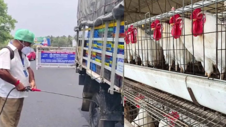 கேரளாவில் பறவை காய்ச்சல்: தமிழக எல்லையோர மாவட்டங்களில் அலார்ட் 