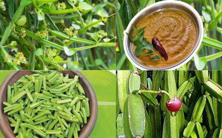 உணவே அருமருந்து!சர்வநோய் நிவாரணி பிரண்டை