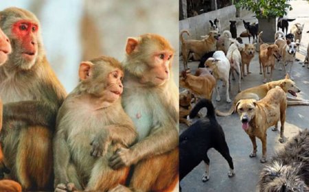 தெலங்கானாவில் அதிர்ச்சி சம்பவம்: விஷம் வைத்து 15 குரங்குகள் மரணம்: 500 தெருநாய்கள் கொலை