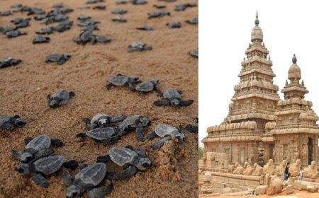 மாமல்லபுரம் கடற்கரை இறந்து கரை ஒதுங்கும் ஆமைகள்: சுற்றுலா பயணிகள் கவலை 