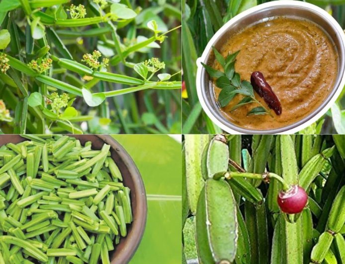 உணவே அருமருந்து!சர்வநோய் நிவாரணி பிரண்டை