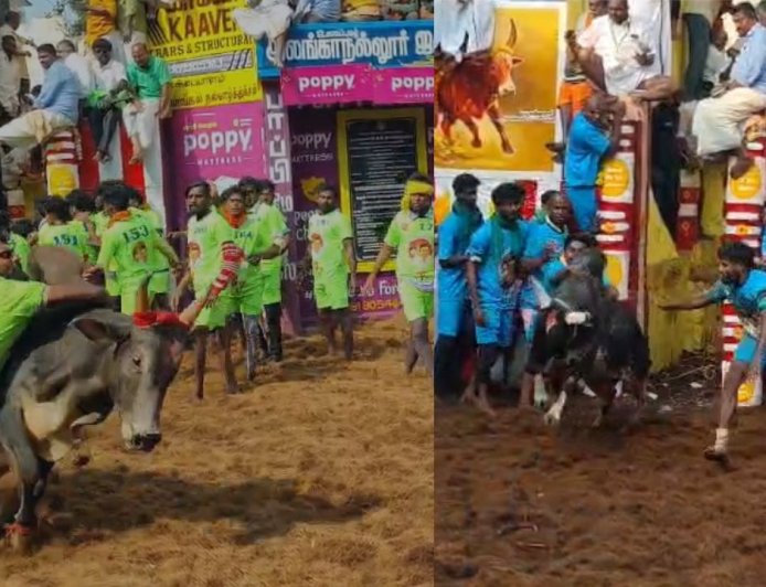 அலங்காநல்லூர் ஜல்லிக்கட்டு கோலாகலம்:  சீறிய காளைகள் பாய்ந்து அடக்கிய வீரர்கள் 