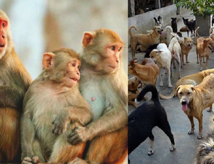 தெலங்கானாவில் அதிர்ச்சி சம்பவம்: விஷம் வைத்து 15 குரங்குகள் மரணம்: 500 தெருநாய்கள் கொலை