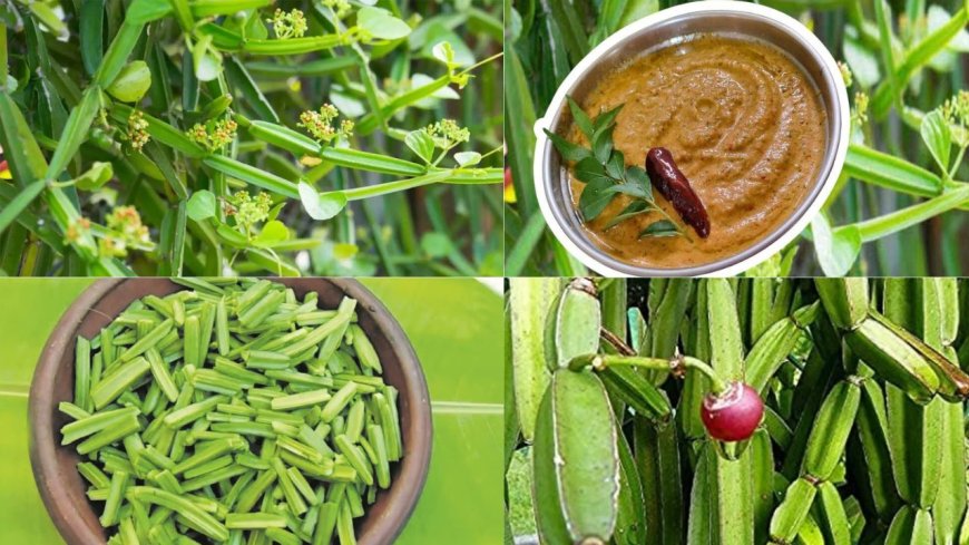 உணவே அருமருந்து!சர்வநோய் நிவாரணி பிரண்டை