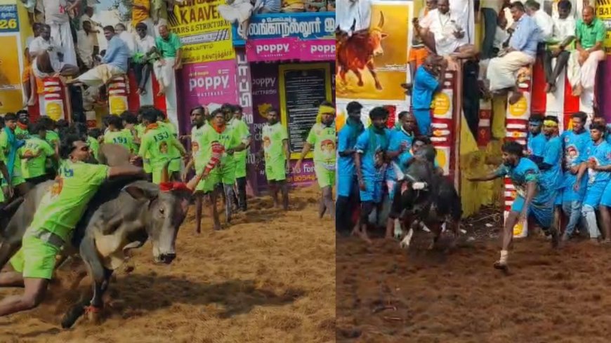 அலங்காநல்லூர் ஜல்லிக்கட்டு கோலாகலம்:  சீறிய காளைகள் பாய்ந்து அடக்கிய வீரர்கள் 