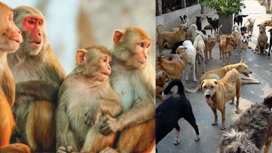 தெலங்கானாவில் அதிர்ச்சி சம்பவம்: விஷம் வைத்து 15 குரங்குகள் மரணம்: 500 தெருநாய்கள் கொலை