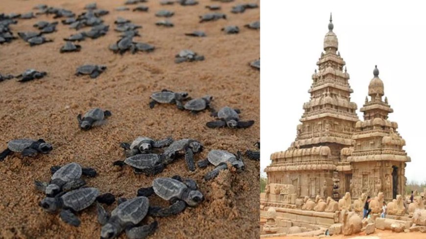 மாமல்லபுரம் கடற்கரை இறந்து கரை ஒதுங்கும் ஆமைகள்: சுற்றுலா பயணிகள் கவலை 