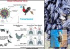 பறவை காய்ச்சல் அறிகுறிகள் என்ன ? பாதுகாத்து கொள்வது எப்படி
