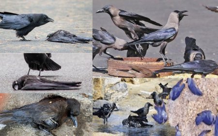 கொத்து கொத்தாய் இறக்கும் காகங்கள்  : சென்னையில் பரவும்  பறவைக் காய்ச்சல்? மத்திய அரசு எச்சரிக்கை 