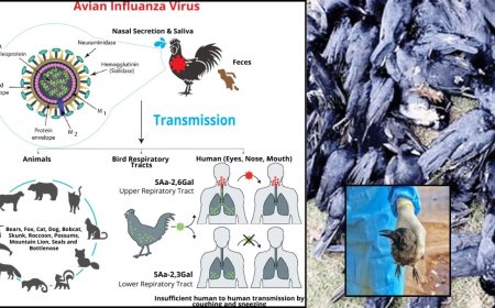 பறவை காய்ச்சல் அறிகுறிகள் என்ன ? பாதுகாத்து கொள்வது எப்படி