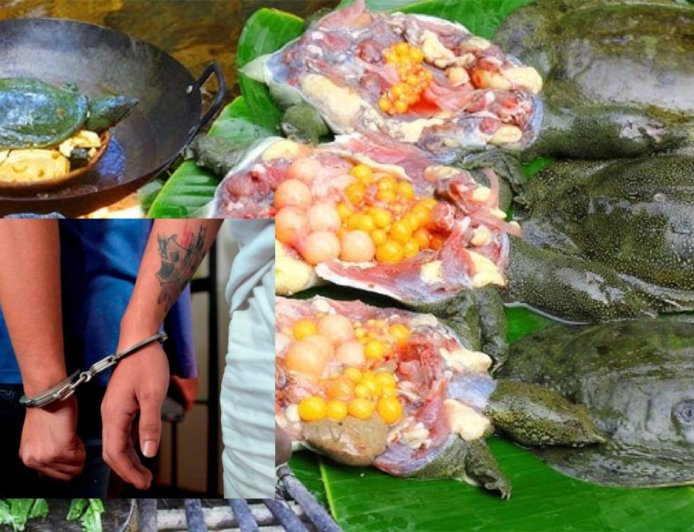 இறந்த பாட்டிக்கு திதி கொடுக்க  ஆமைக்கறி சமைத்த இளைஞர்கள்: அதிரடியாக கைது செய்த போலீஸ்