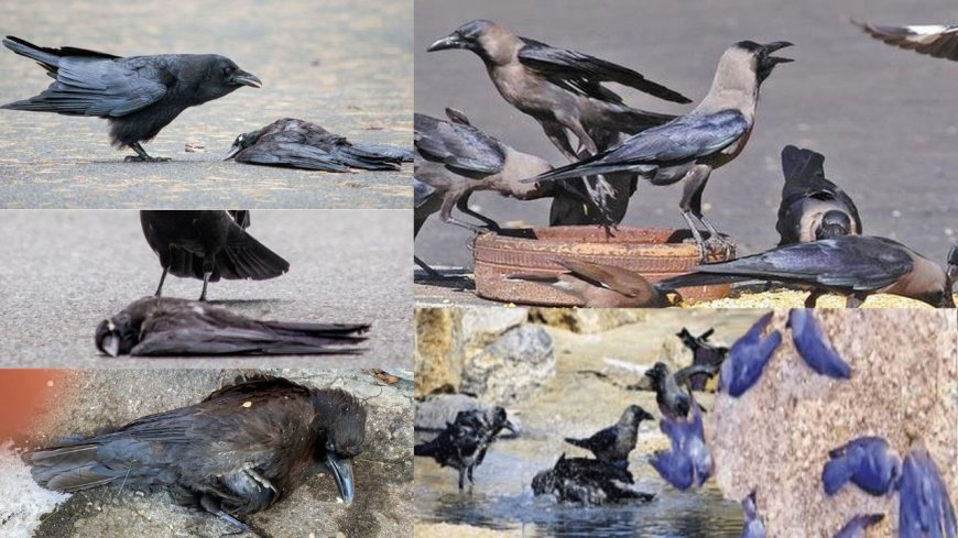 கொத்து கொத்தாய் இறக்கும் காகங்கள்  : சென்னையில் பரவும்  பறவைக் காய்ச்சல்? மத்திய அரசு எச்சரிக்கை 