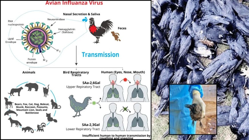 பறவை காய்ச்சல் அறிகுறிகள் என்ன ? பாதுகாத்து கொள்வது எப்படி